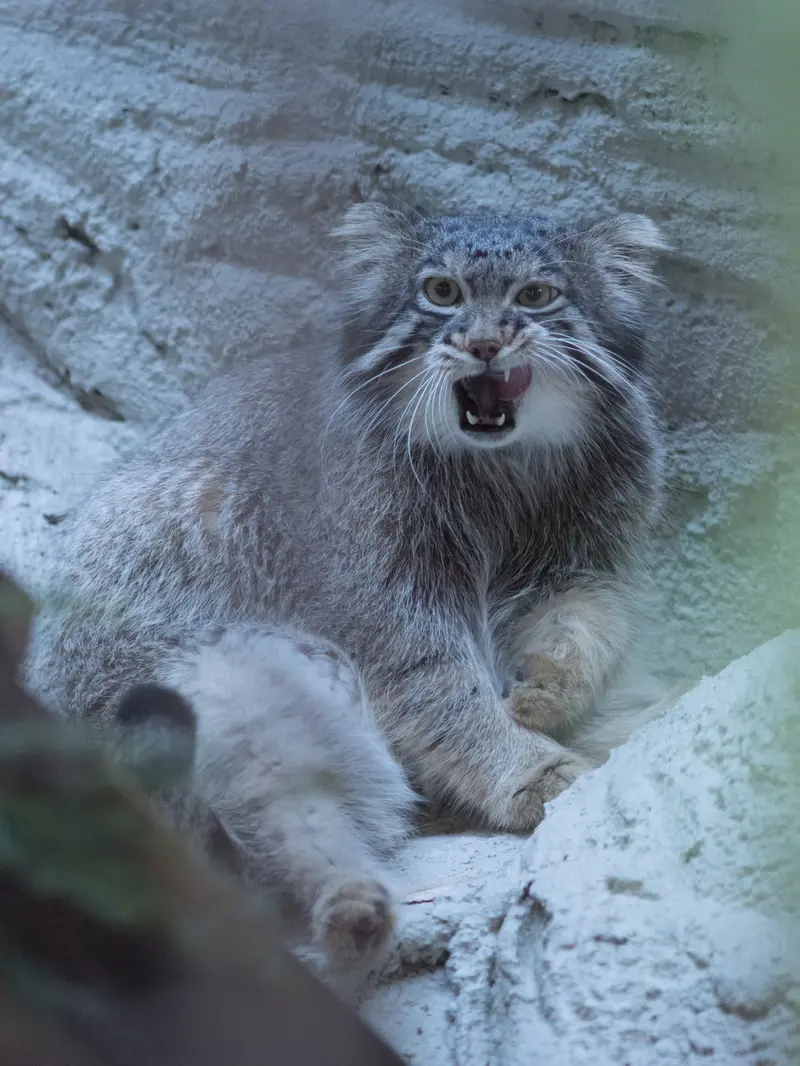 野毛山動物園のフィーガの写真