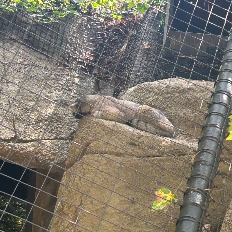 シンシナティ動物園のマヌルネコの写真