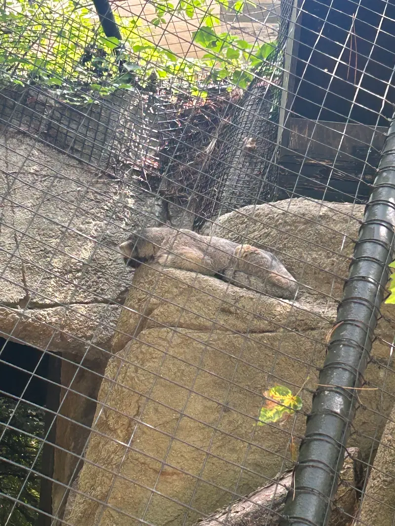 シンシナティ動物園のマヌルネコの写真