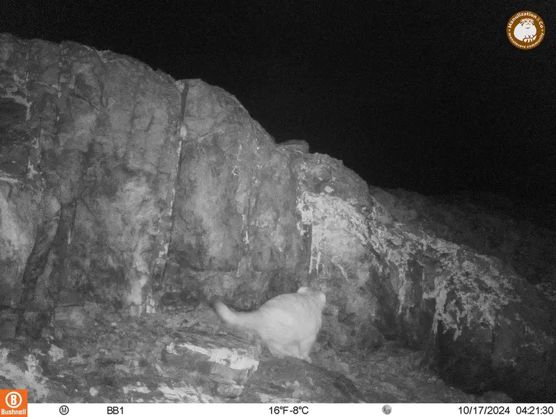 アクタス＝クンコラ［新］カメラトラップで撮影したOtocolobus manul manulの写真