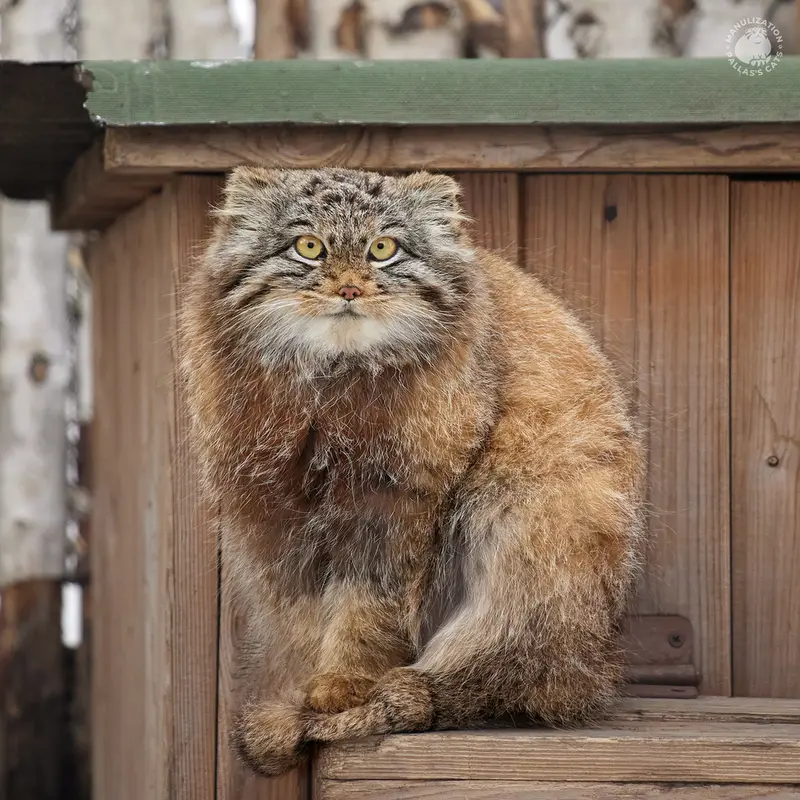 ノヴォシビルスク動物園のスネジンカの写真