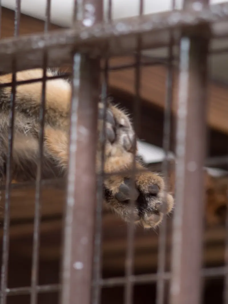 野毛山動物園のフィーガの写真