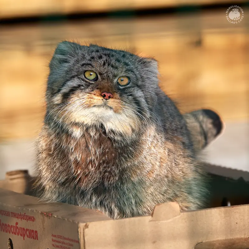 バルナウル動物園「レースナヤ・スカースカ」のチップの写真
