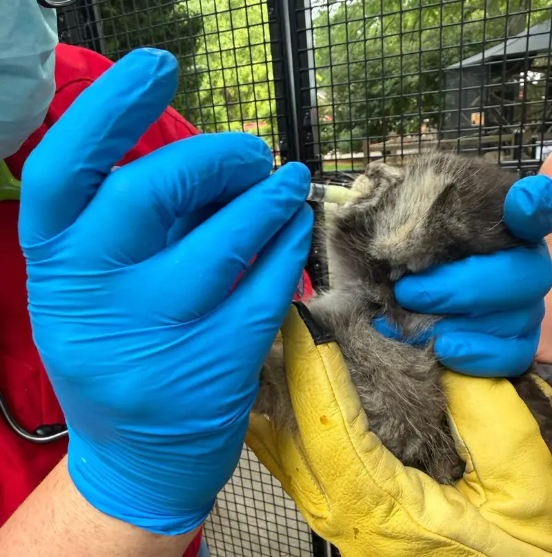 ニアイビ動物園のマヌルネコの写真