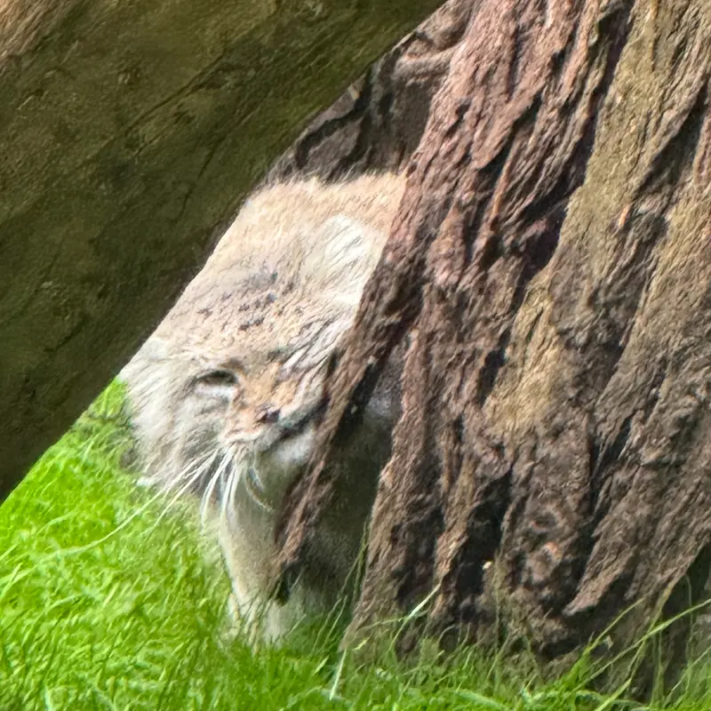 ワルシャワ動物園のジェシーの写真