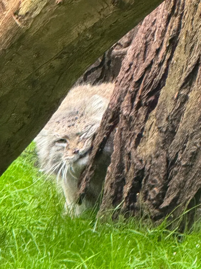 ワルシャワ動物園のジェシーの写真
