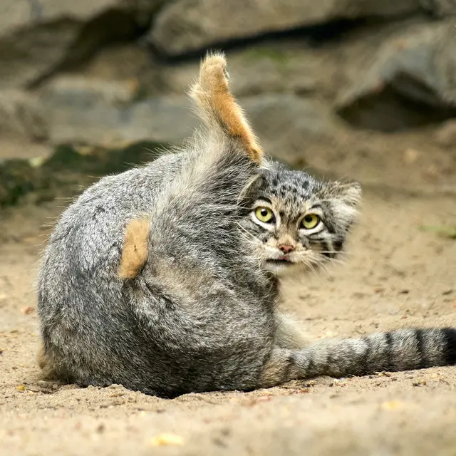 ノヴォシビルスク動物園のスネジンカの写真