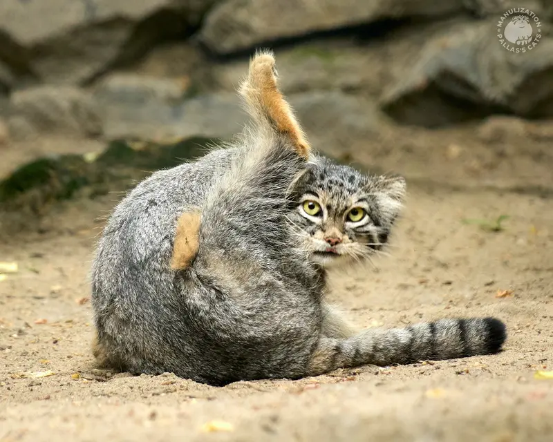 ノヴォシビルスク動物園のスネジンカの写真