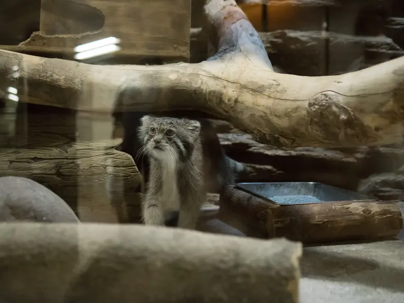 恩賜上野動物園のクリョンの写真