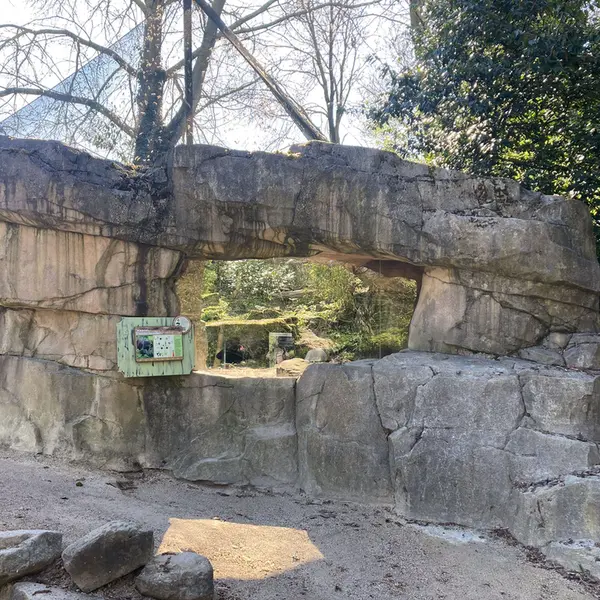 ロッテルダム動物園のマヌルネコの写真