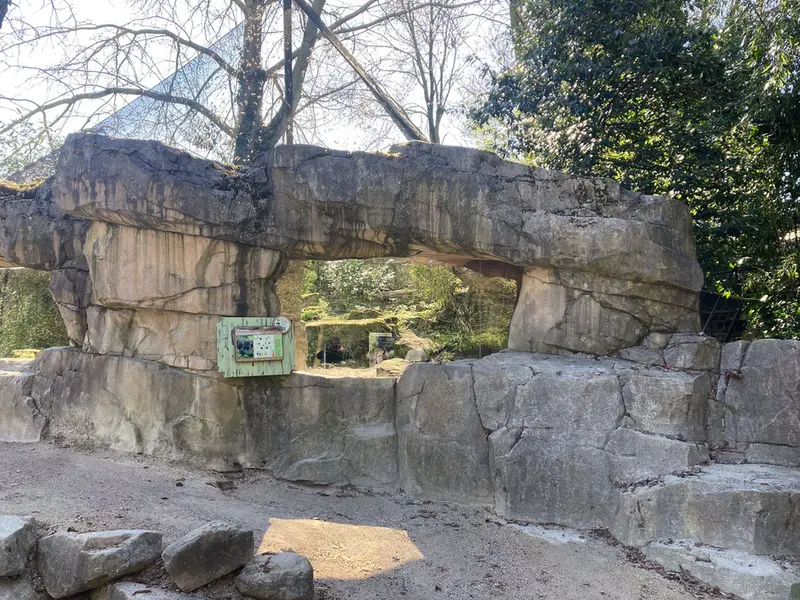 ロッテルダム動物園のマヌルネコの写真