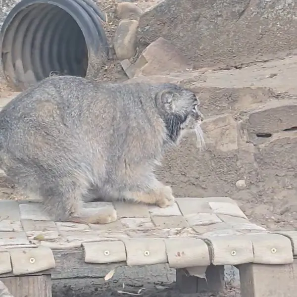 プエブロ動物園のマヌルネコの写真