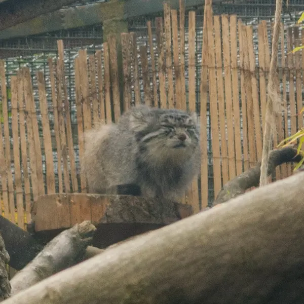 エディンバラ動物園のアキコの写真