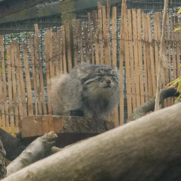 エディンバラ動物園のアキコの写真