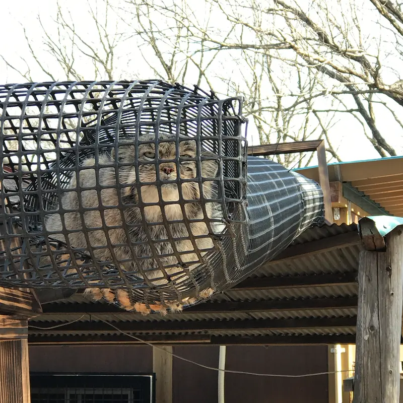 埼玉県こども動物自然公園のセバスチャンの写真