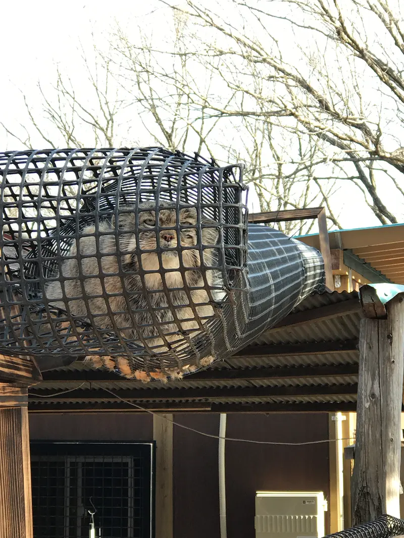 埼玉県こども動物自然公園のセバスチャンの写真