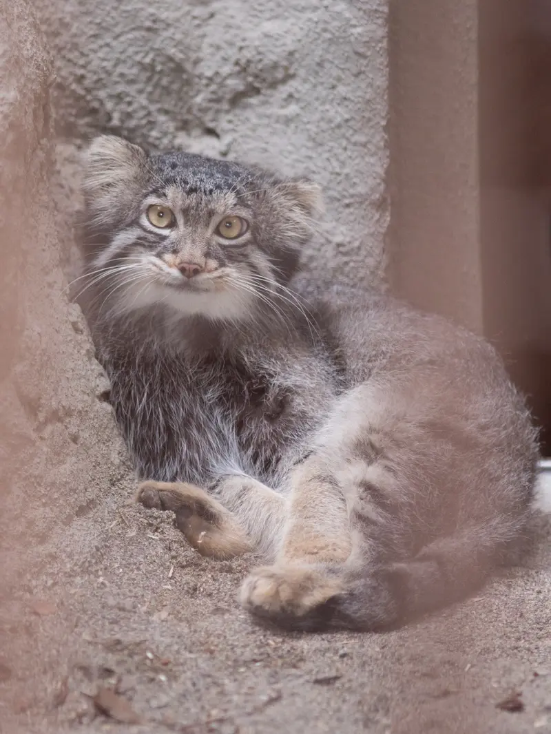 野毛山動物園のフィーガの写真