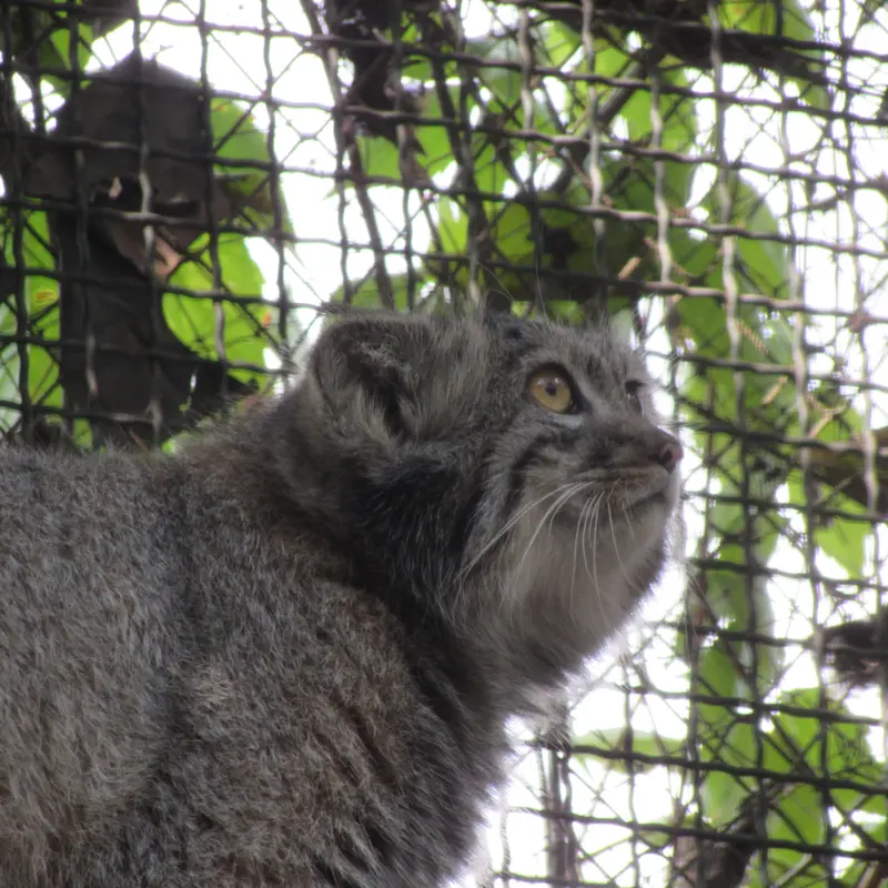 ブダペスト動物園・植物園のボリス Ⅱの写真
