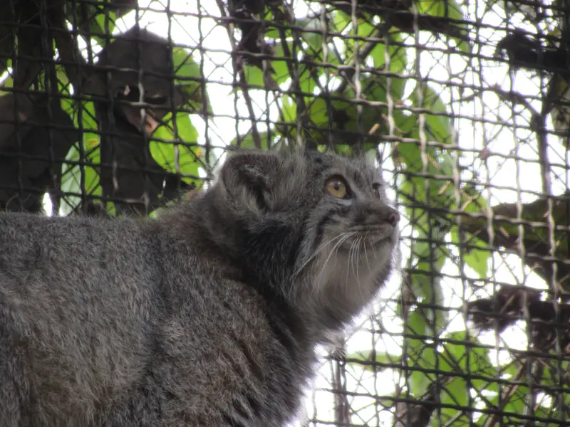 ブダペスト動物園・植物園のボリス Ⅱの写真