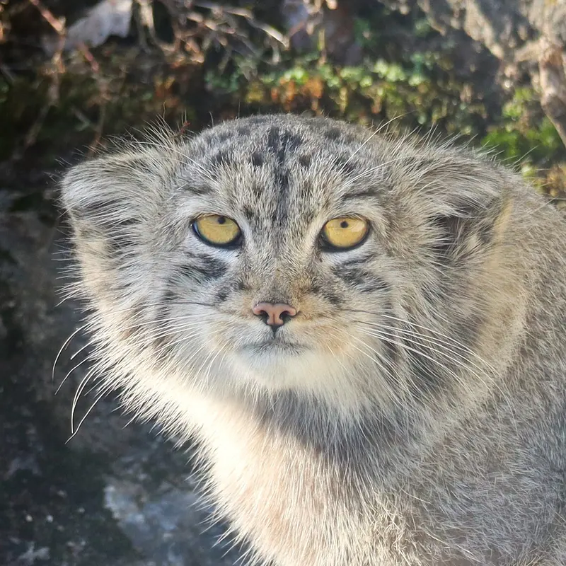 ジャルダン・デ・プラント動物園のマヌルネコのコッリ・オッリ