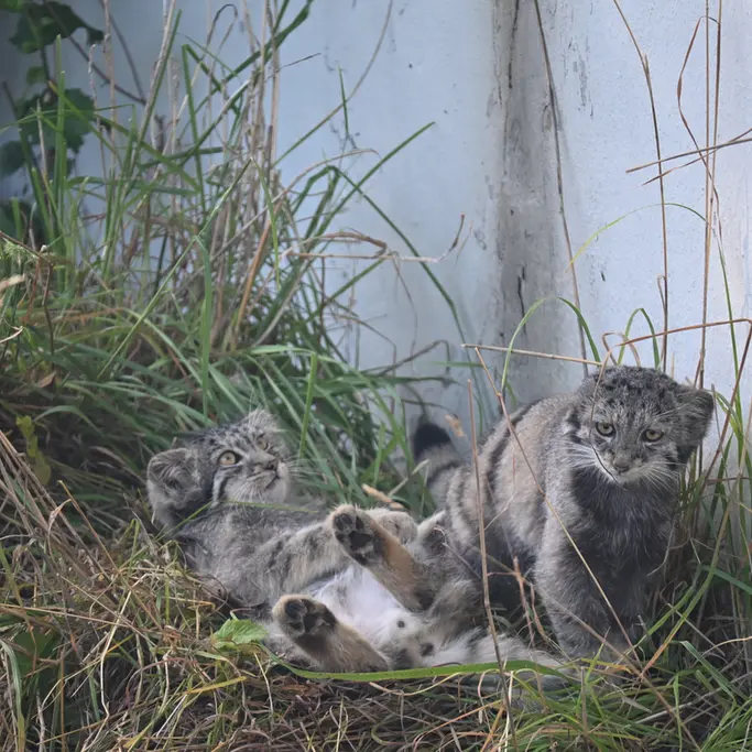 コルケアサーリ動物園のステンとサイミの写真