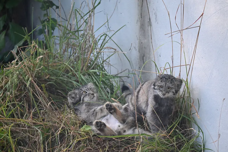 コルケアサーリ動物園のステンとサイミの写真