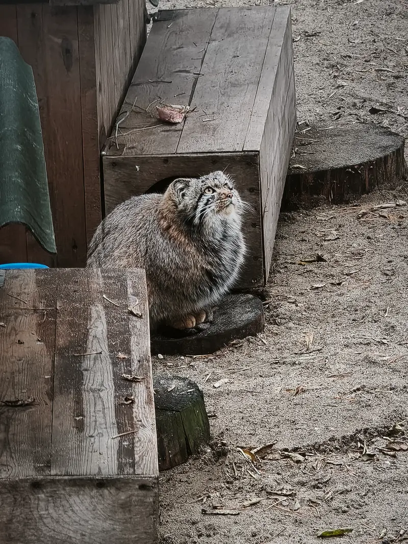 ノヴォシビルスク動物園のスネジャナの息子 b.2026 Ⅰの写真