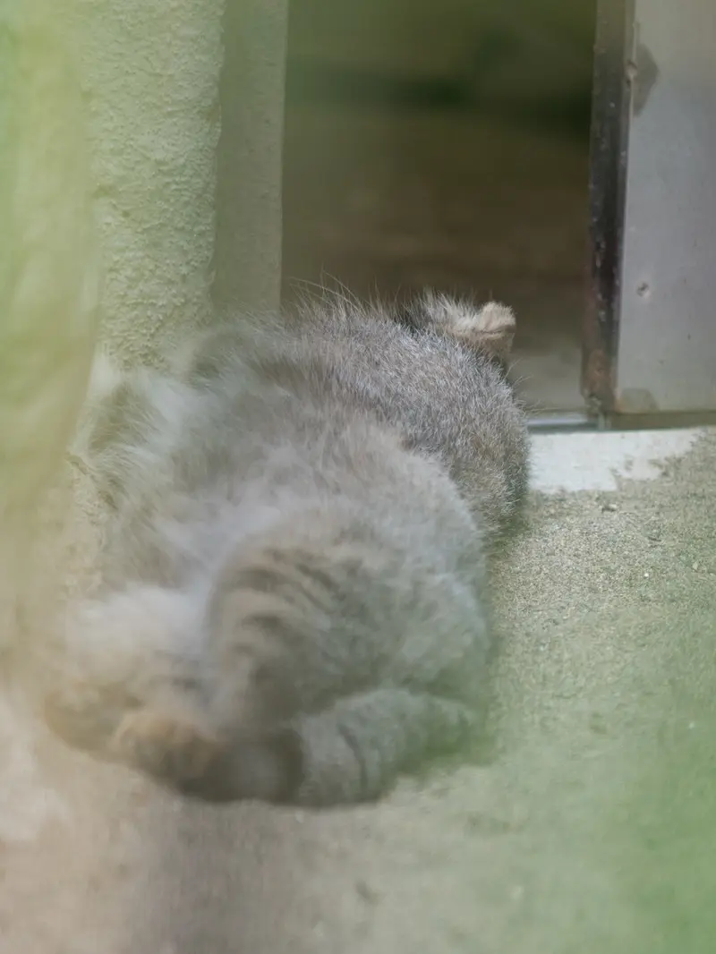 野毛山動物園のフィーガの写真