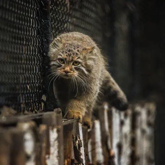 ノヴォシビルスク動物園のラッキーの写真