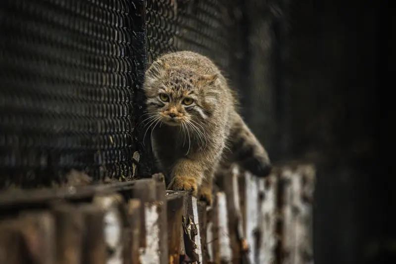 ノヴォシビルスク動物園のラッキーの写真