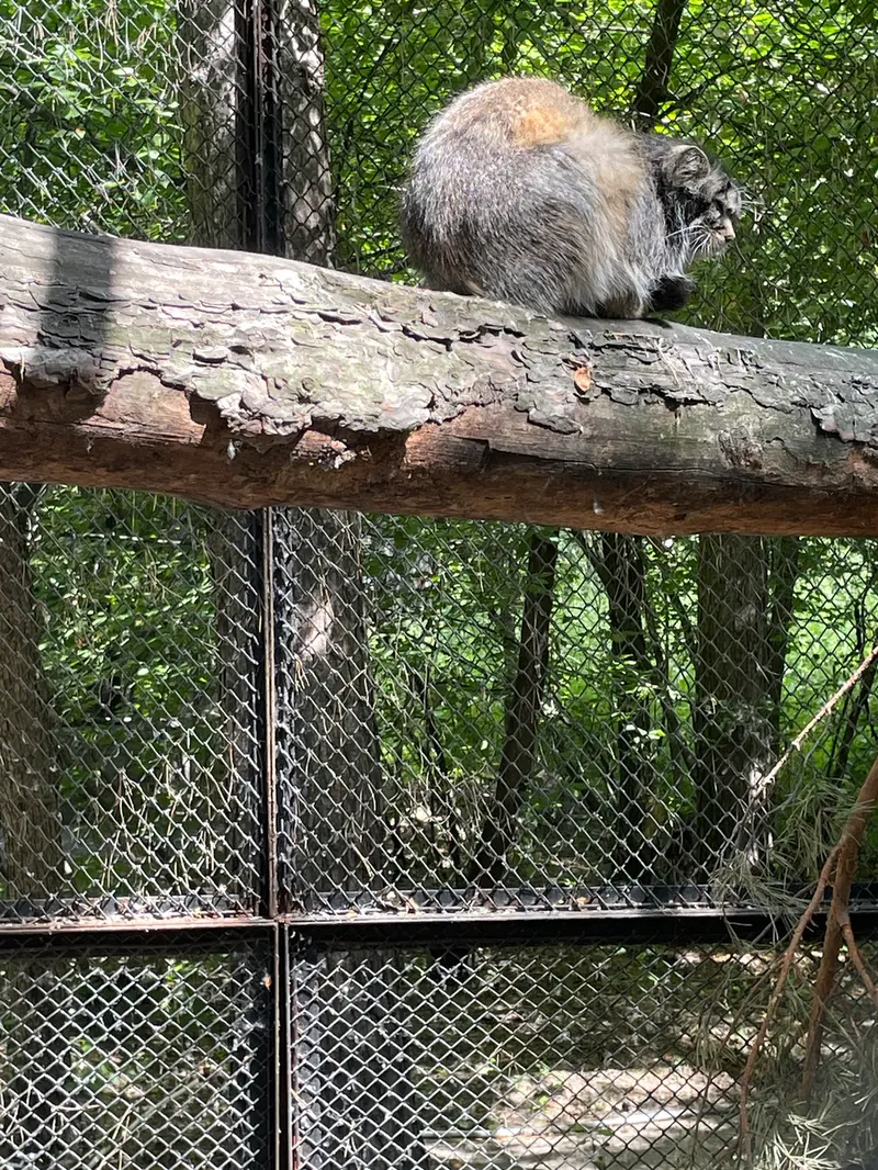 ノヴォシビルスク動物園のマヌルネコの写真