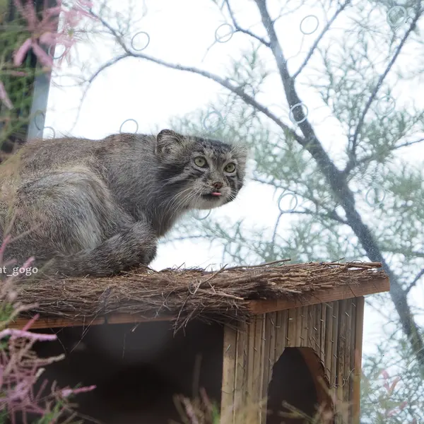 プラハ動物園のスパイの写真