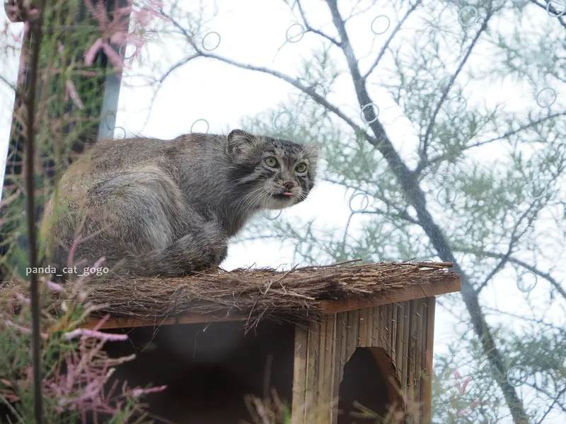 プラハ動物園のスパイの写真