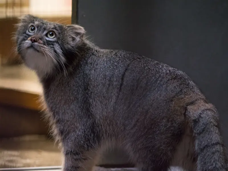 野毛山動物園のフィーガの写真