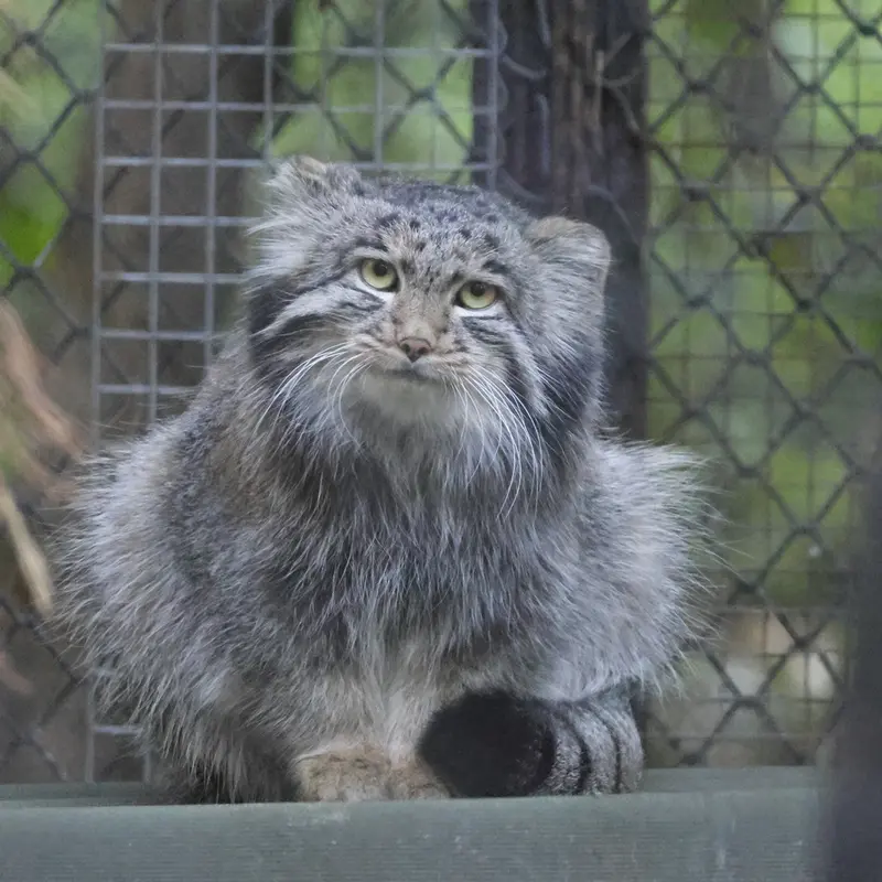 ノヴォシビルスク動物園のグレイの写真