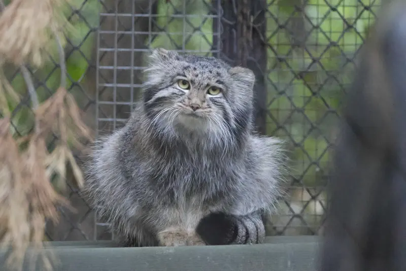 ノヴォシビルスク動物園のグレイの写真