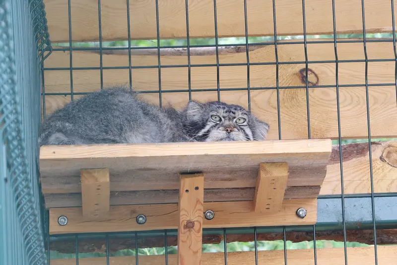 バルナウル動物園「レースナヤ・スカースカ」のチップの写真