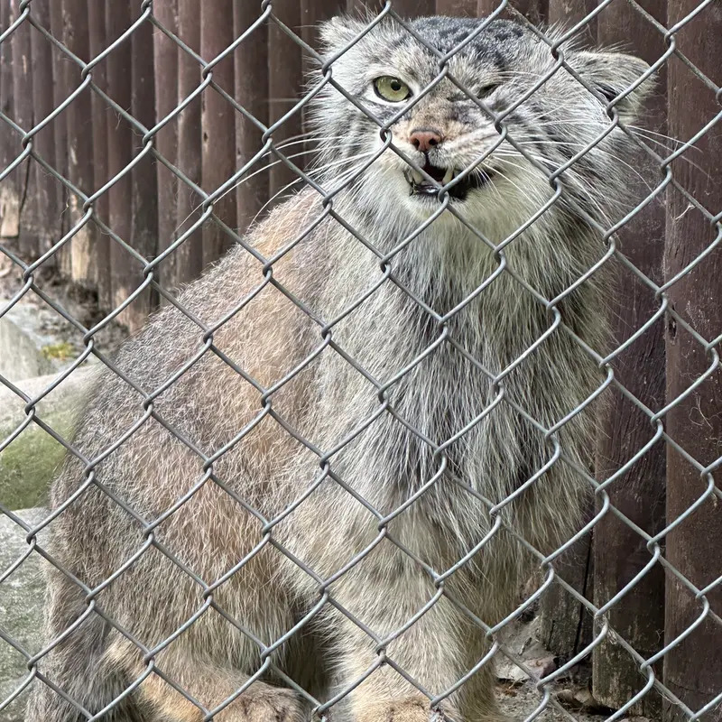 ポズナン新動物園のボジェンカの写真