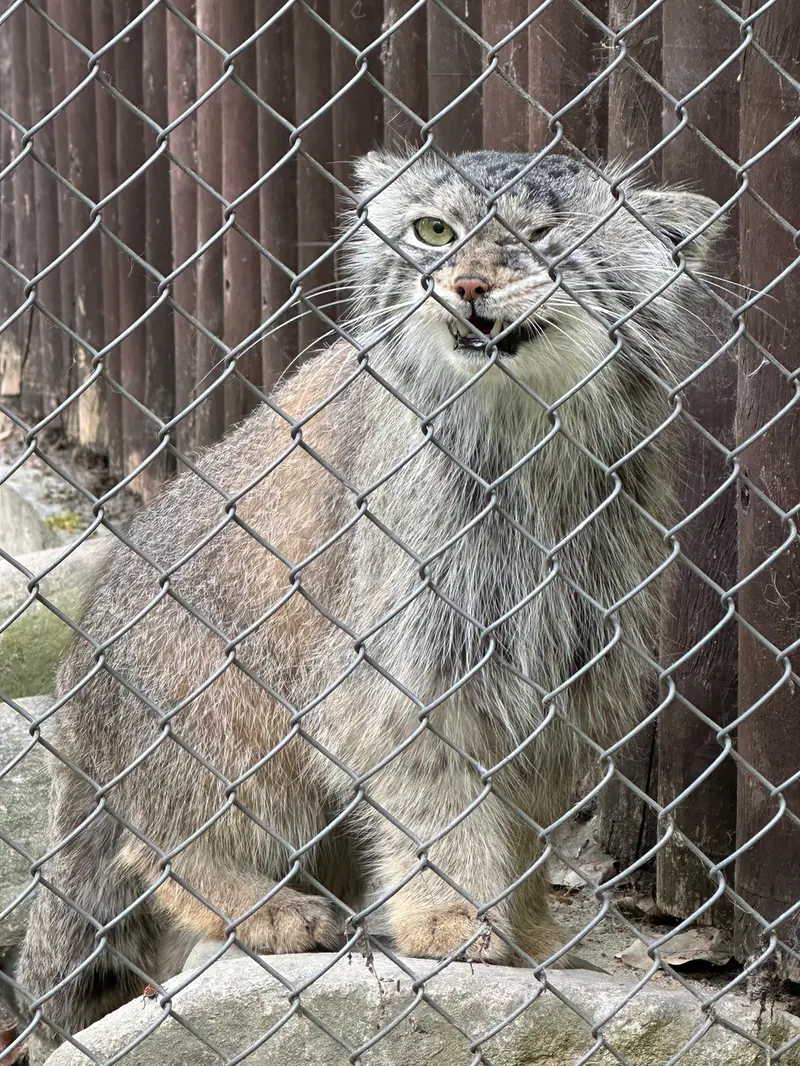 ポズナン新動物園のボジェンカの写真