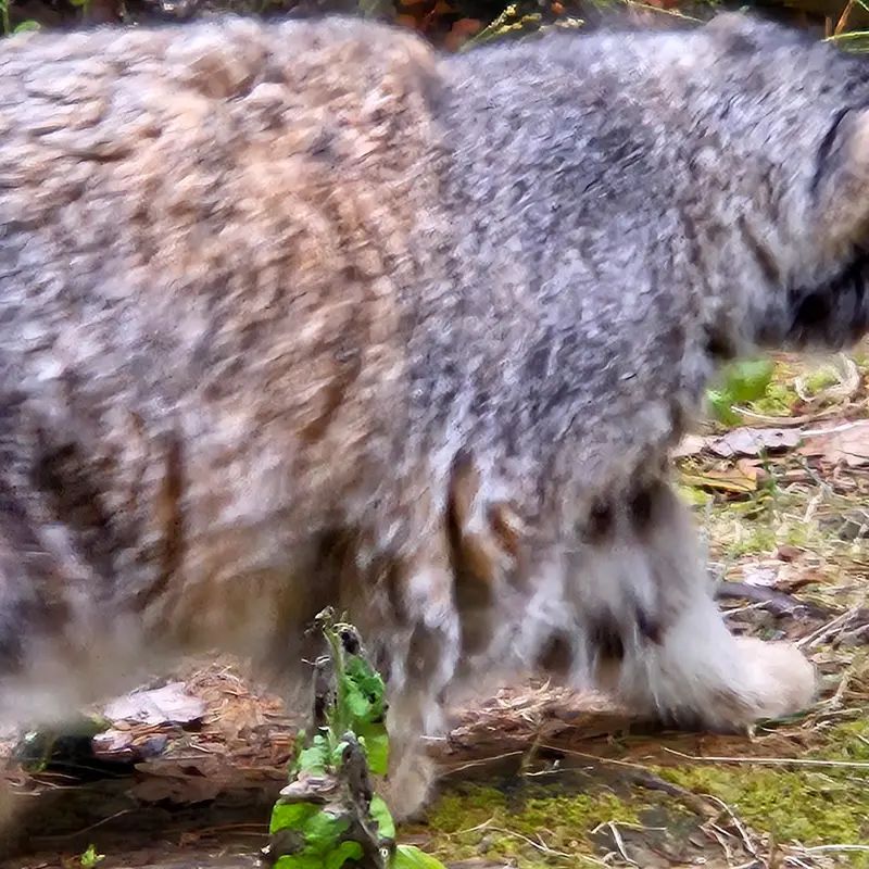 ラヌア動物園のモルッティの写真