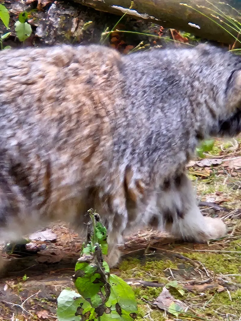 ラヌア動物園のモルッティの写真