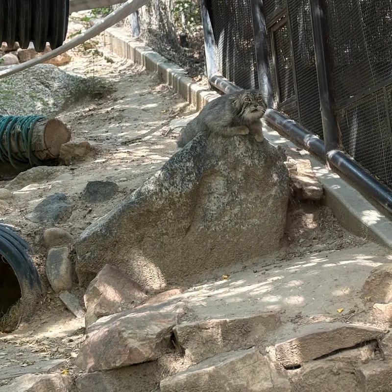プエブロ動物園のタイ・チーの写真