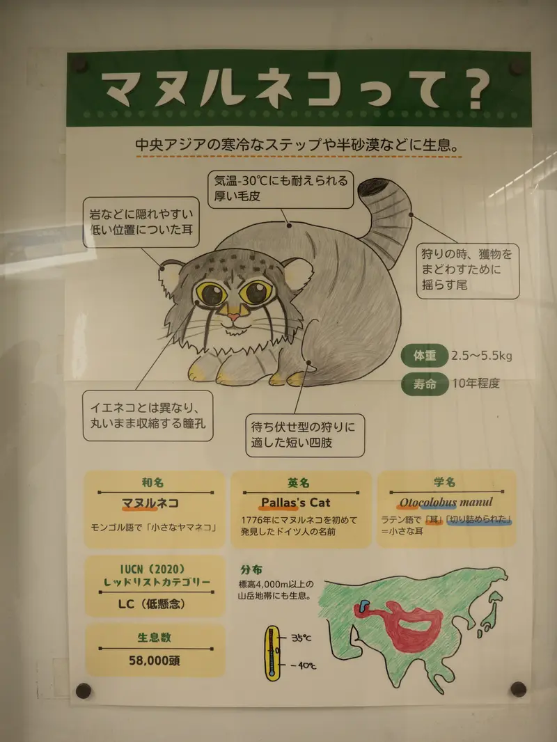 野毛山動物園のマヌルネコの写真