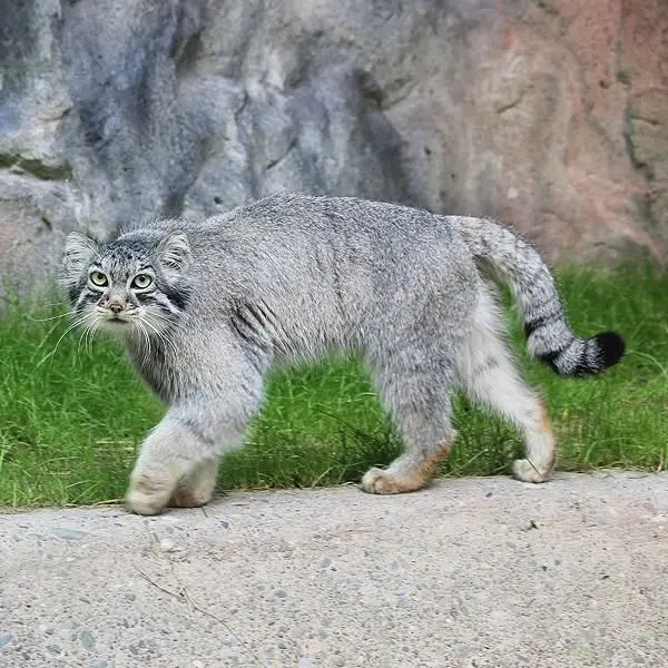 ビンガムトン動物園（ロス・パーク）のジョディの写真