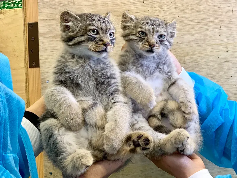 マヌルネコの写真
