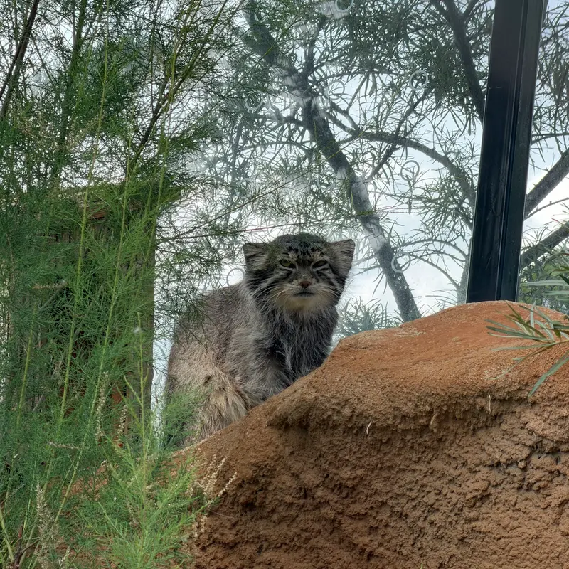 プラハ動物園のスパイの写真