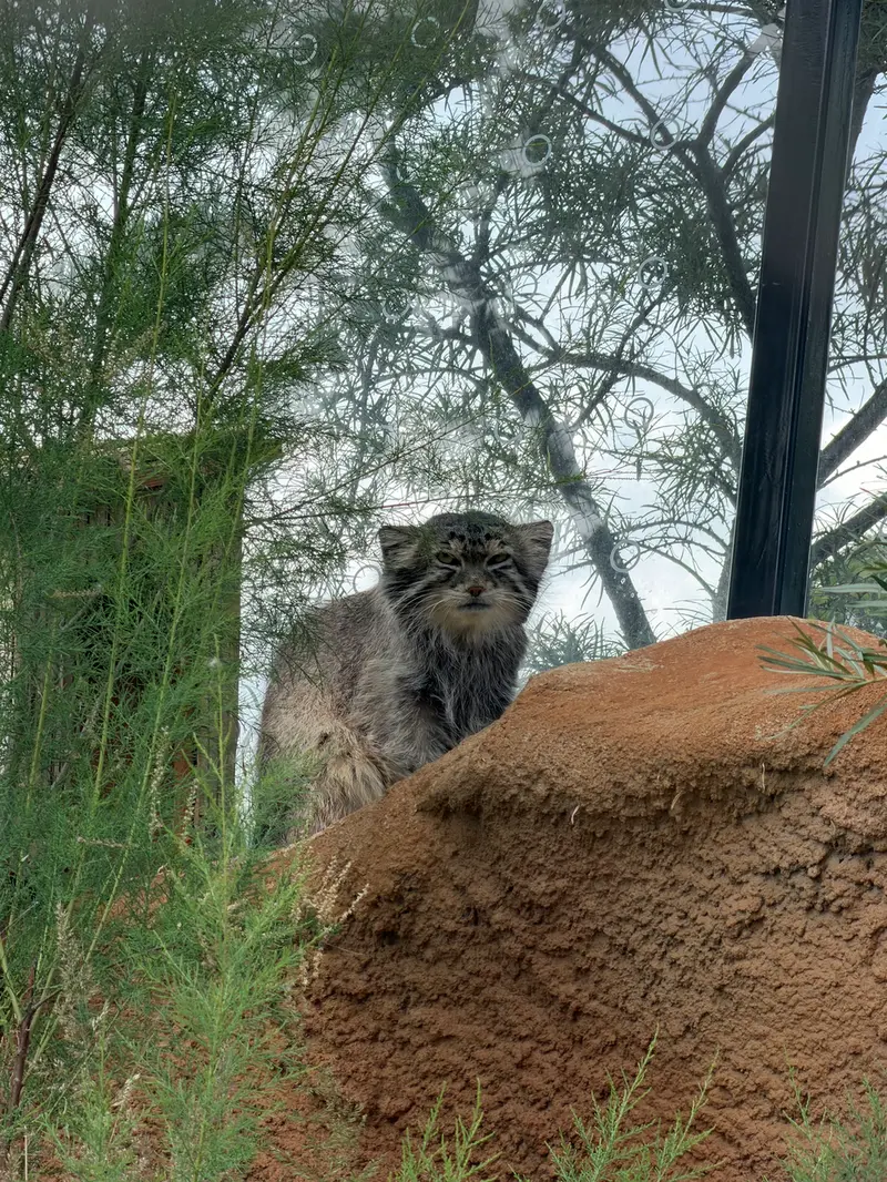 プラハ動物園のスパイの写真