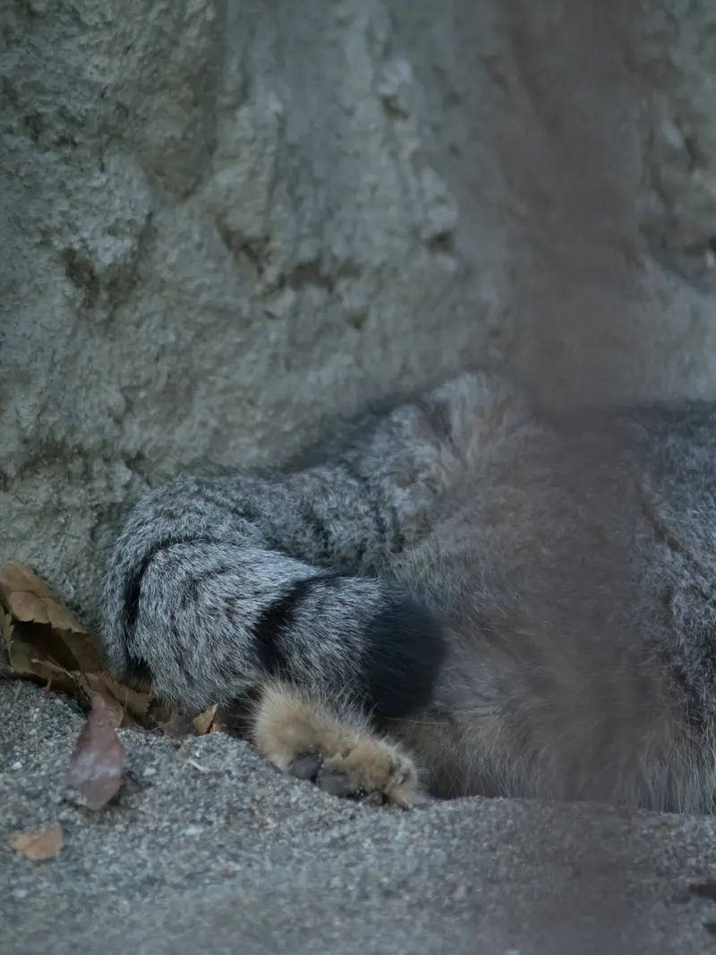 野毛山動物園のフィーガの写真