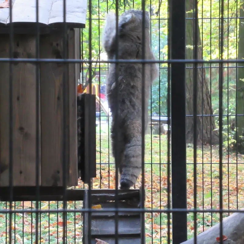 クラクフ動物園のマヌエルの写真
