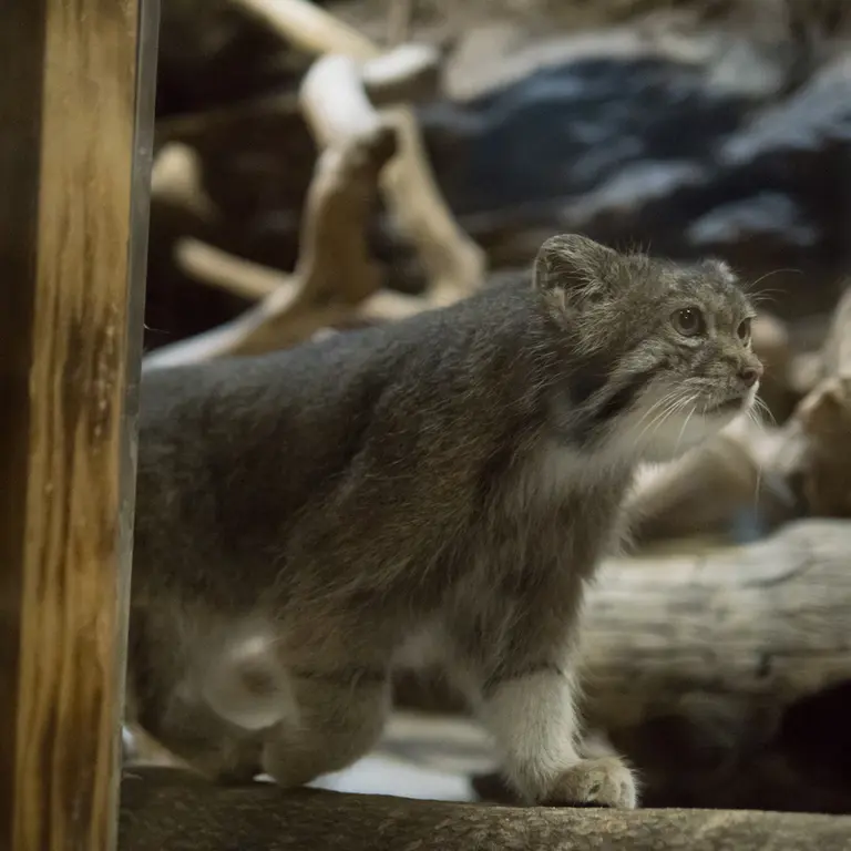 恩賜上野動物園のクリョンの写真